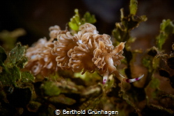 This large nudibranch (Pteraeolidia semperi) moved quite ... by Berthold Grünhagen 